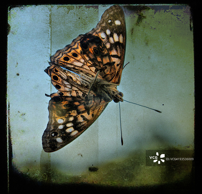 窗户上的蝴蝶图片素材