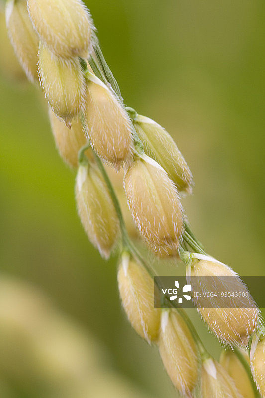 稻米（Oryza sativa），日本图片素材
