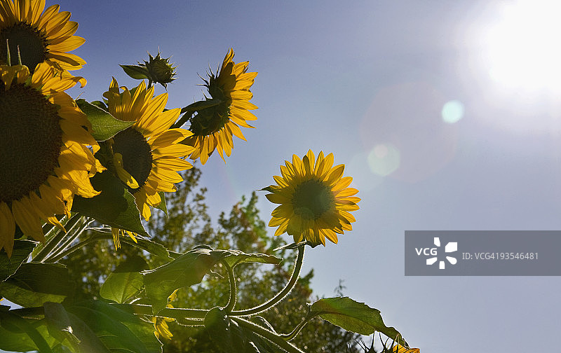 向日葵追逐阳光图片素材