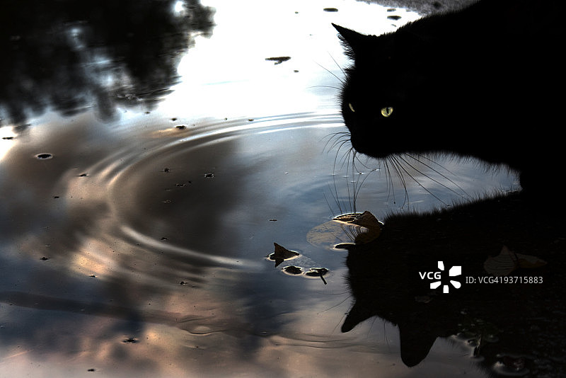 猫咪喝水图片素材