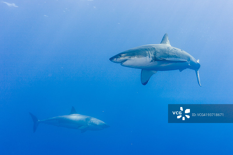 鲨鱼出没水域图片素材