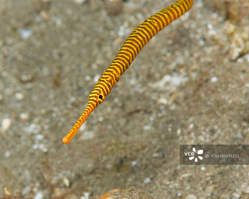 黄带海龙图片素材