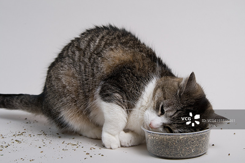 猫薄荷枕头图片素材