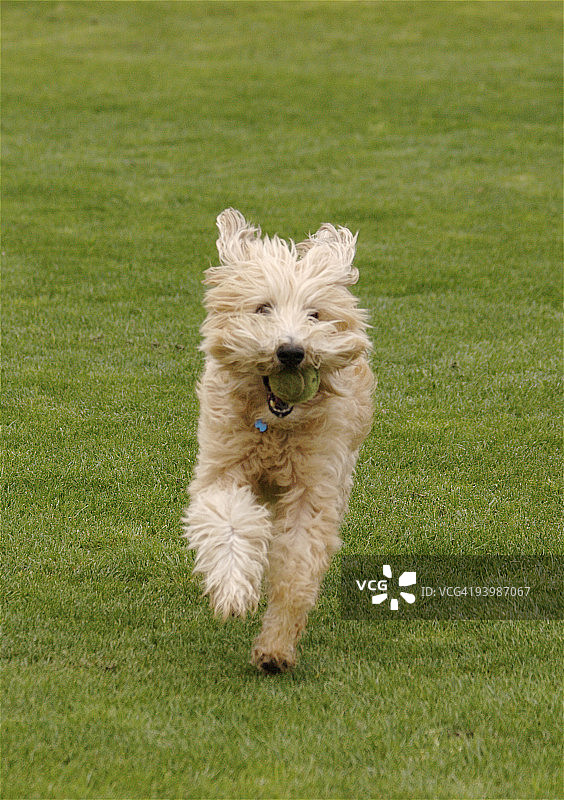 软毛麦色梗图片素材