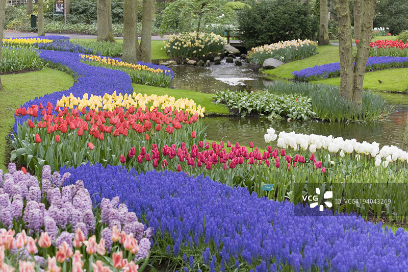 公园里五彩缤纷的郁金香花坛（超大尺寸）图片素材