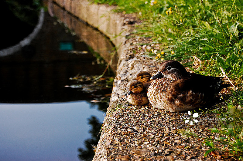 雌性鸳鸯与小鸳鸯图片素材