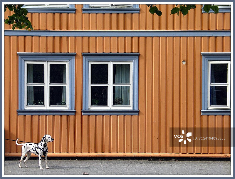 斑点和条纹图片素材