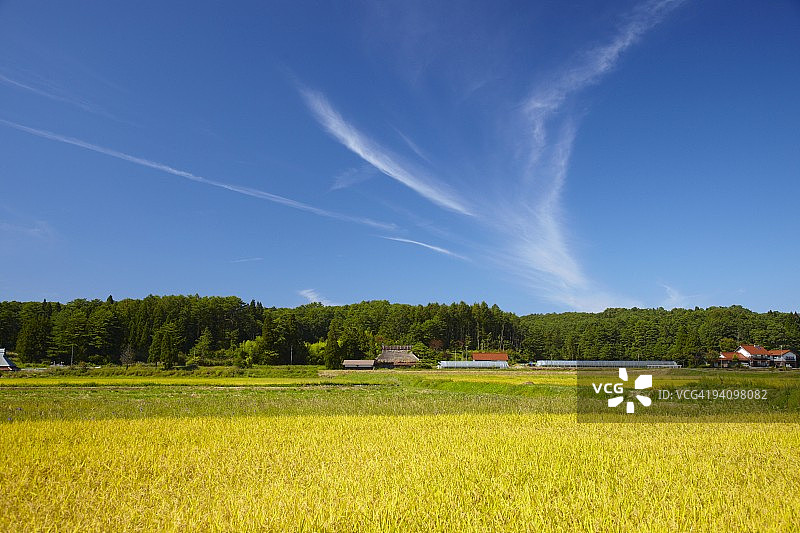 蓝天稻田图片素材