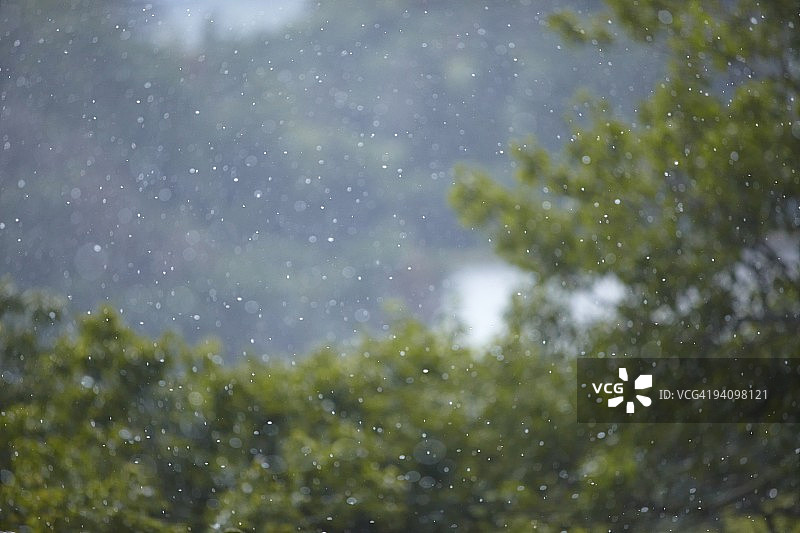森林和雨图片素材