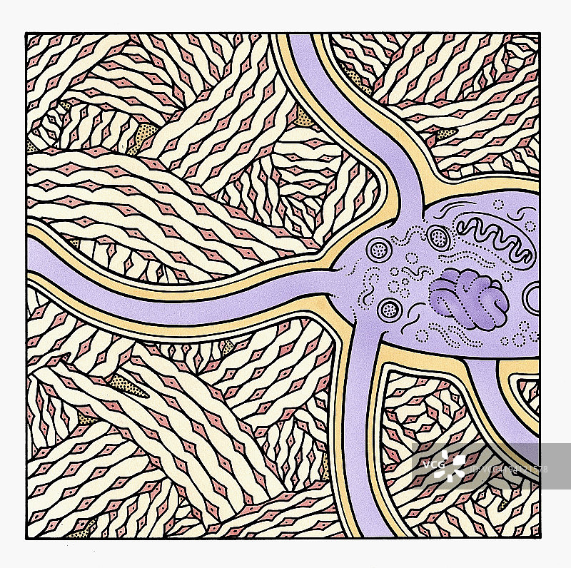 人体骨骼形成过程插画图片素材