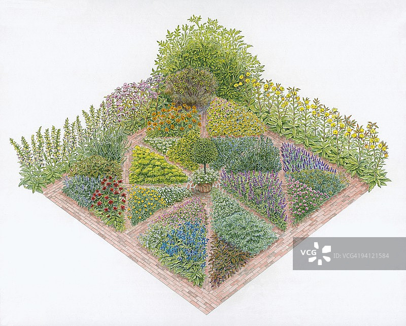 包含琉璃苣、马郁兰、韭菜、苦艾、柠檬香蜂草的正式花园药草床插图图片素材