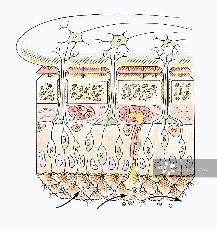 人类嗅觉系统横截面图示图片素材