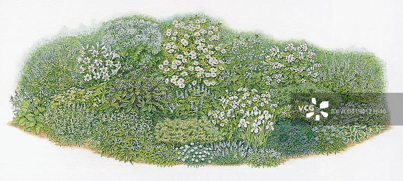 家庭花园混合花坛中的草本植物和花卉插图图片素材