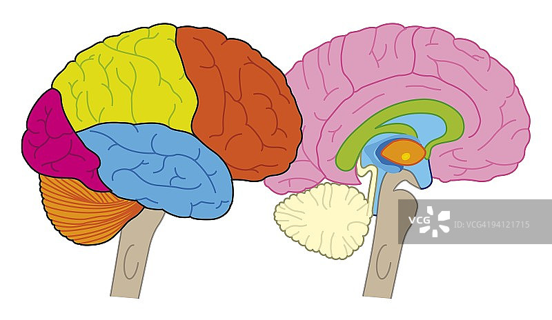 显示脑叶和横截面的人脑数字插画图片素材