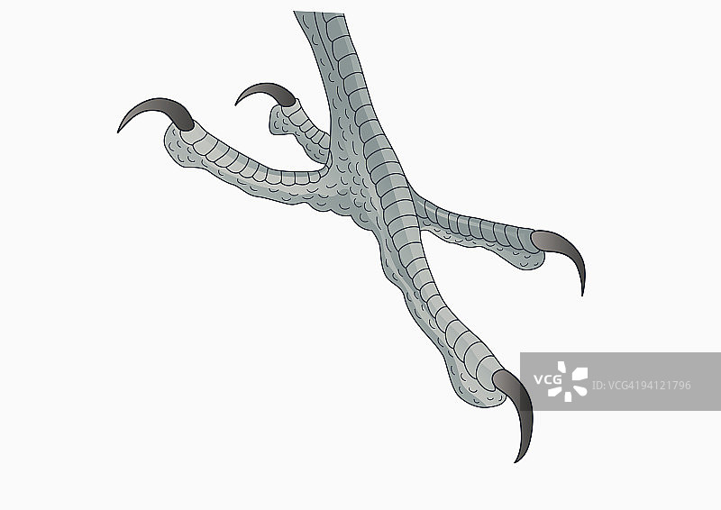 四趾啄木鸟（Picidae）的脚，弯曲的爪子用于抓握插画图片素材