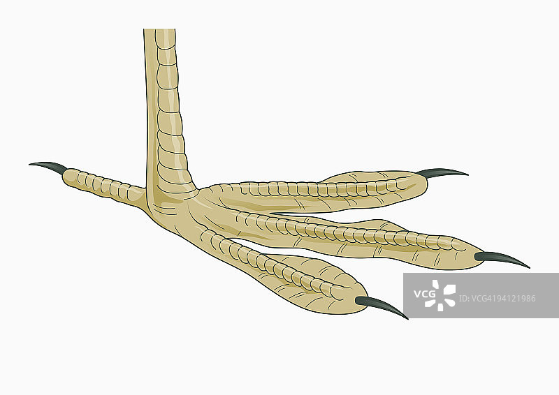 四趾骨顶鸡（Fulica）足部插画图片素材