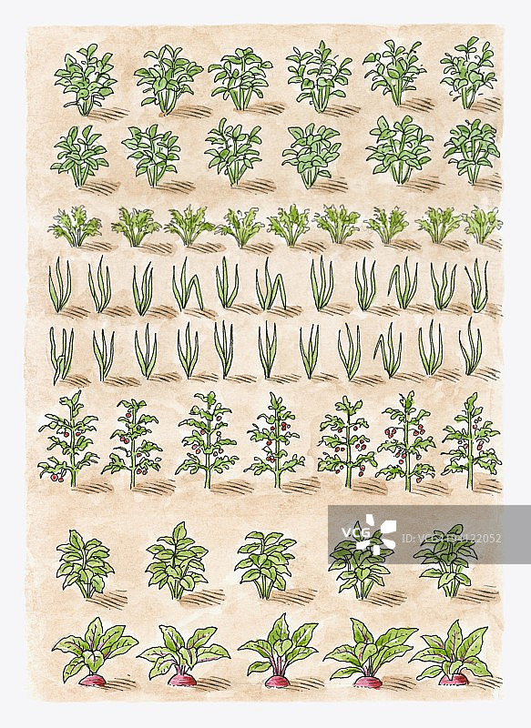 马铃薯、胡萝卜、洋葱、番茄、韭菜、欧洲防风草、甜菜根、青葱插画图片素材