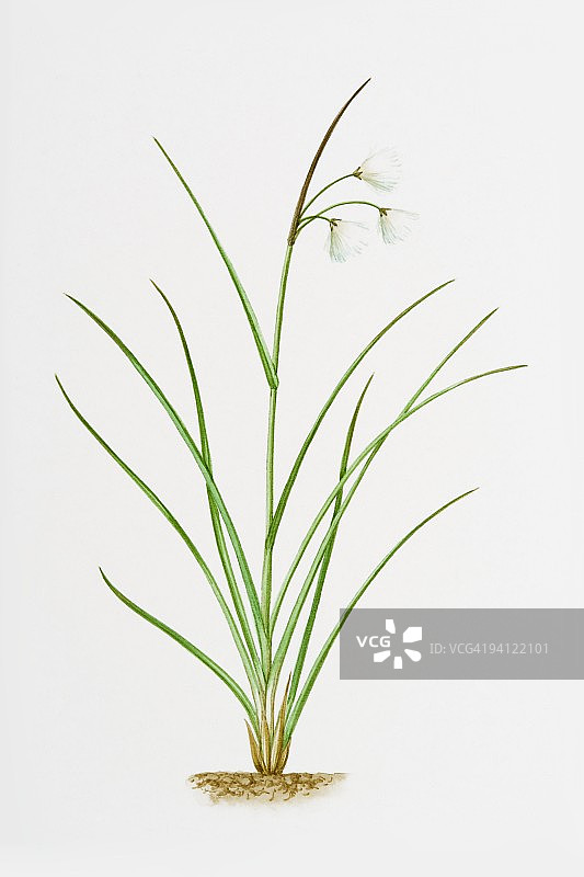 窄叶棉 Eriophorum angustifolium 插画图片素材
