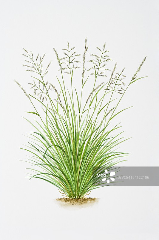 发草插画图片素材