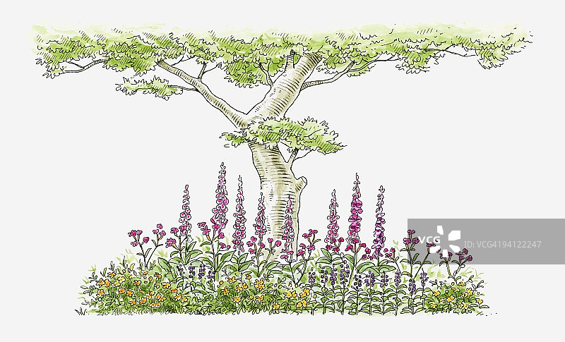 家 Domestic garden 中树旁生长的毛地黄、长春花和野花插画图片素材