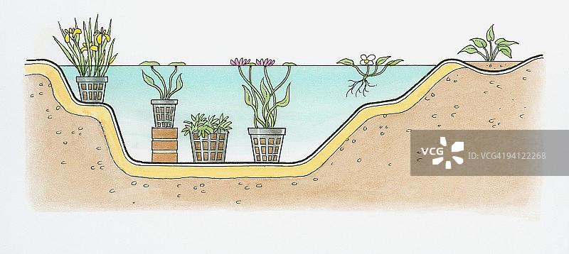 深水和浅水中水生植物定位的黑白剖面图图片素材