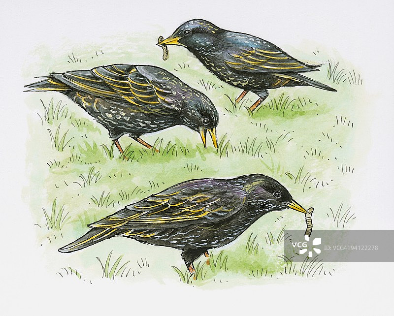 欧洲八哥在草坪上以蚯蚓为食插画图片素材