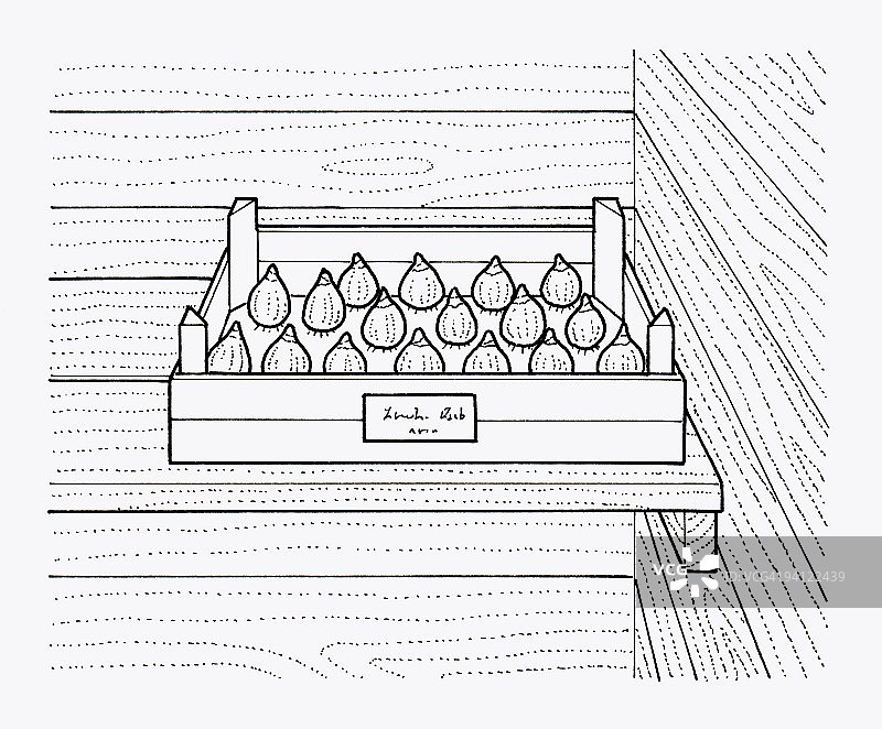 棚屋内托盘中储存球茎的黑白插画，标有日期和类型图片素材