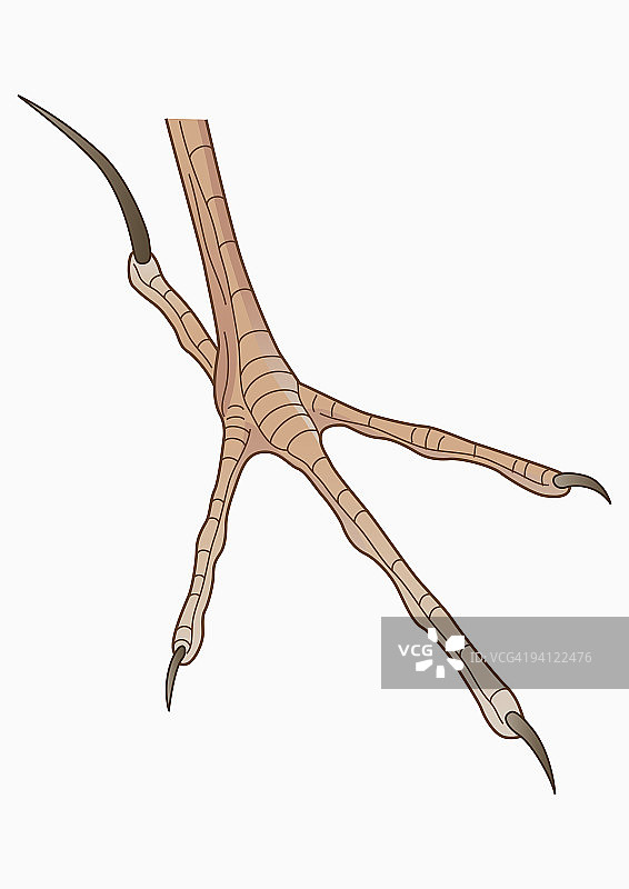 非洲长爪鹨（Anthus cinnamomeus）四趾足和长后爪插画图片素材