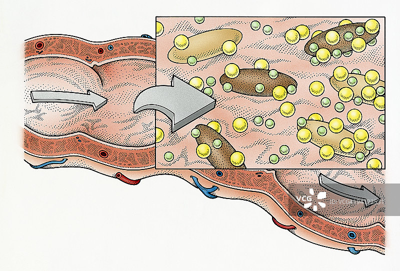 纤维在人体消化过程中的作用插画图片素材