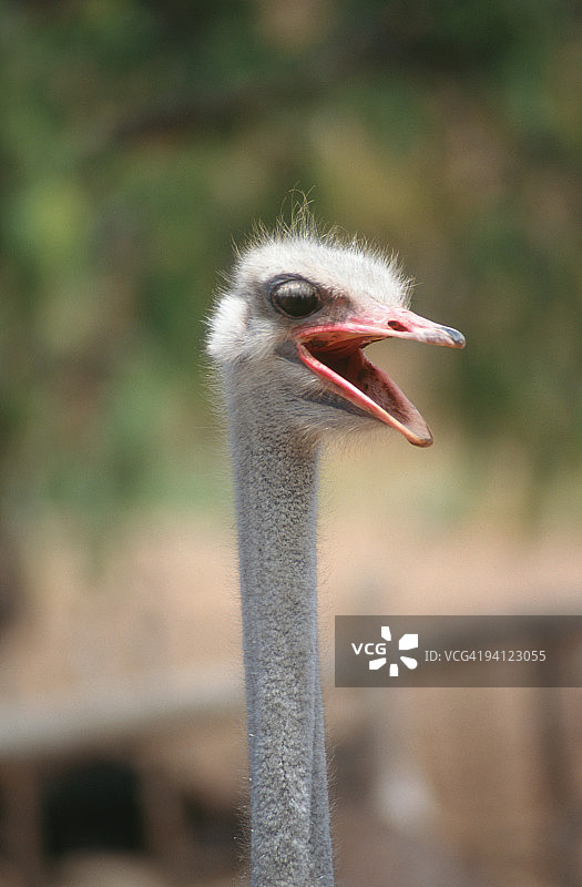 鸵鸟特写，南非西开普省奥茨胡恩图片素材