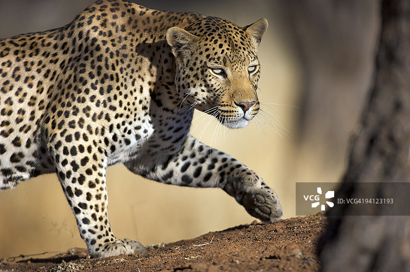 猎豹（Panthera Pardus）的特写，Okonjima Lodge和Africat基金会，纳米比亚图片素材