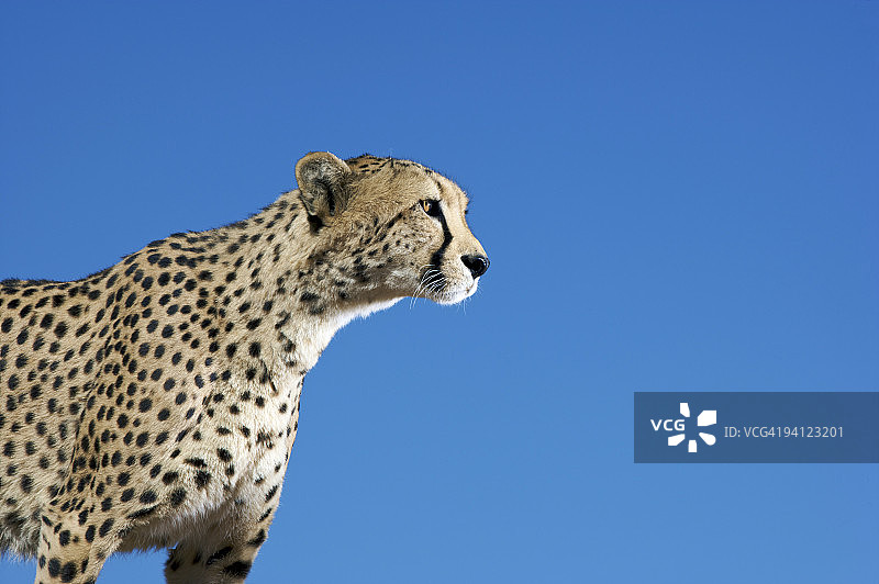 猎豹侧面图图片素材