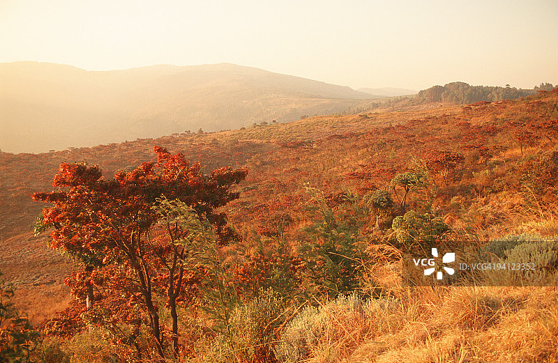 低矮阳光下的津巴布韦尼扬加东部高地风景图片素材
