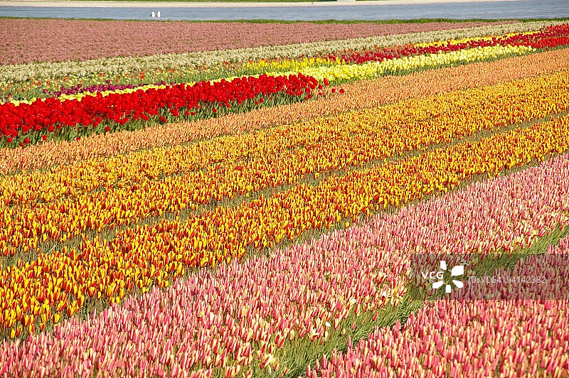彩色郁金香花田图片素材