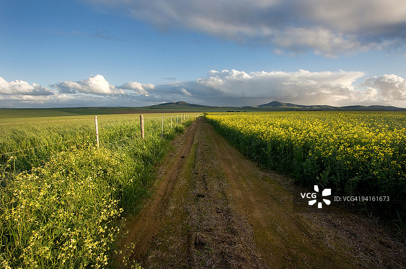 油菜花田公路图片素材