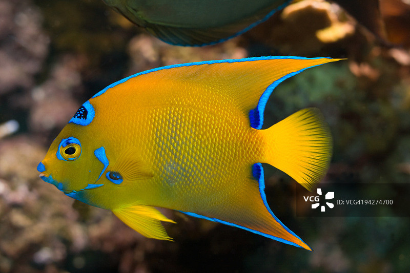 热带鱼神仙鱼图片素材