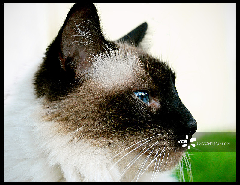 蓝眼睛的猫咪在户外图片素材