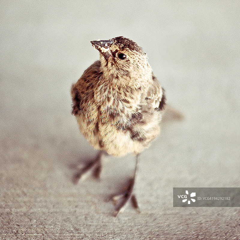 贝西伯爵图片素材