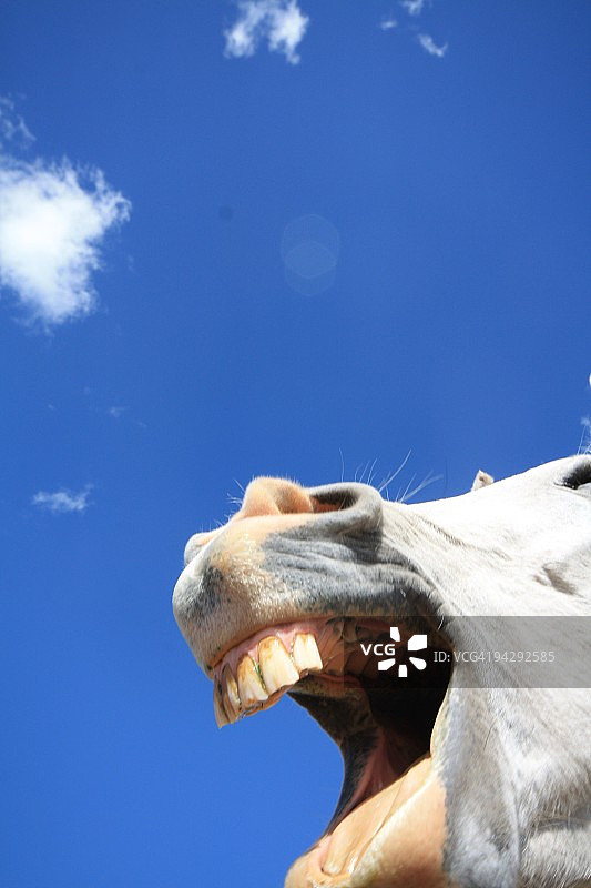 欢笑的骏马图片素材