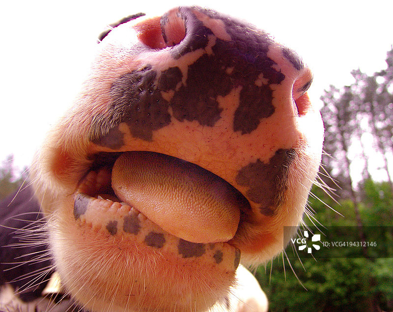 奶牛的鼻子和舌头图片素材