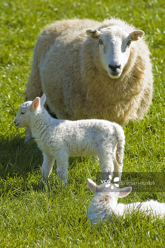 带着新生小羊的母羊图片素材