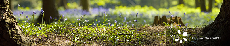 森林中的阳光图片素材
