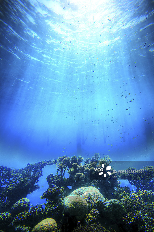 珊瑚上的光线洒落图片素材