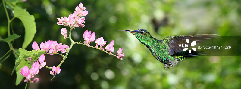 飞行蜂鸟02图片素材