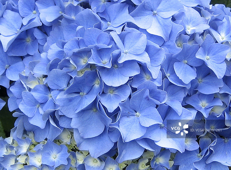 蓝色的花图片素材