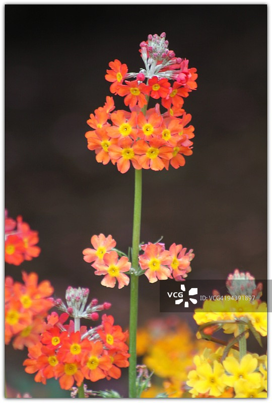 花图片素材