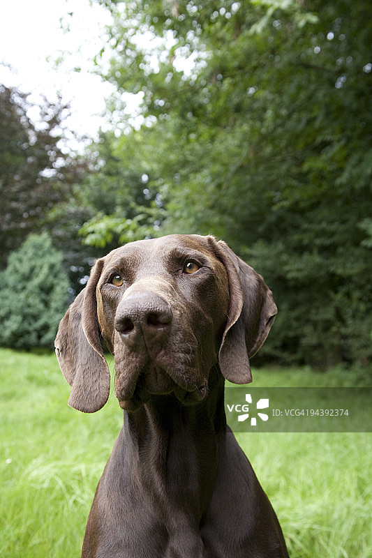 人类最好的朋友图片素材