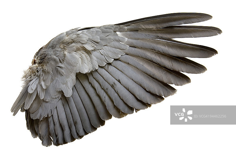 完成白色背景上灰色鸟的翅膀图片素材