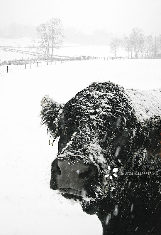 雪地里的奶牛图片素材