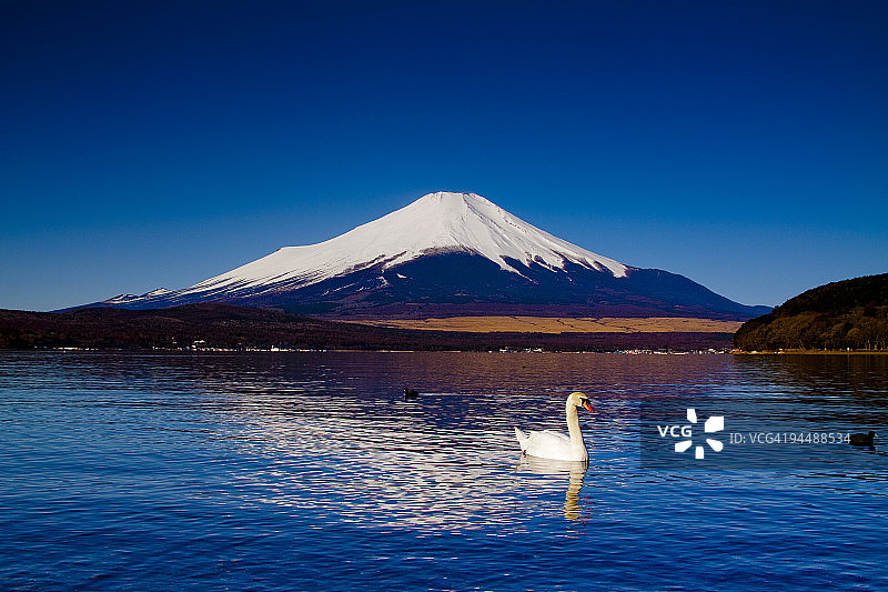 富士山下的天鹅图片素材